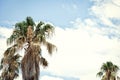 Vintage palm trees sky and clouds with loads of copy space Royalty Free Stock Photo